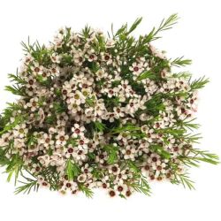 Yerli Chamelaucium Beyaz (Wax-10 Dal)