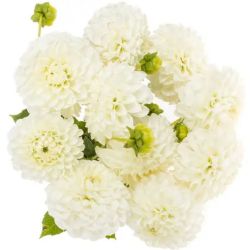 Yerli Dahlia Beyaz (1 Demet)
