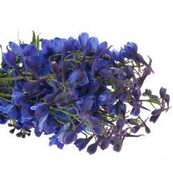 Yerli Delphinium Koyu Mavi (10 Dal)
