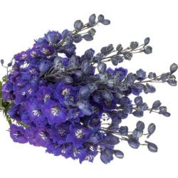 Yerli Delphinium Koyu Mavi (5 Dal-İhracat)