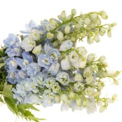 Yerli Delphinium Mavi (5 Dal-İhracat)