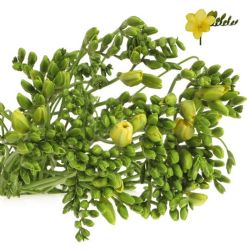 Yerli Frezya Sarı (20 Dal)