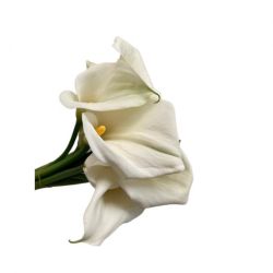 Yerli Gala (5Dal-Beyaz) KAPALI