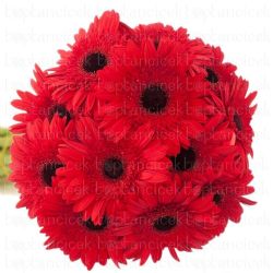 Yerli Gerbera Kırmızı Karagöz (20 Dal)