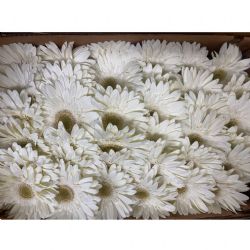Yerli Gerbera Kutulu Beyaz (72 Dal)