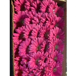 Yerli Gerbera Kutulu Koyu Pembe (72 Dal)