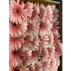 Yerli Gerbera Kutulu Pembe (72 Dal)
