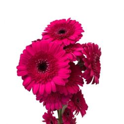 Yerli Gerbera Mini Fuşya (20 Dal)