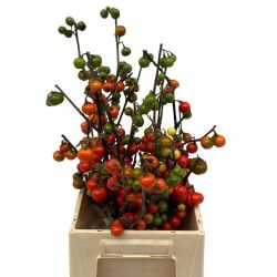 Yerli Grep Mini Dal Biber (5 dal)