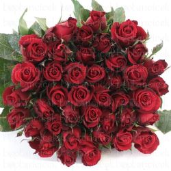 Yerli Gül Samurai (20 dal)