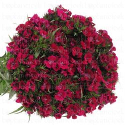 Yerli Hüsnü Yusuf Fuşya (15 Dal)