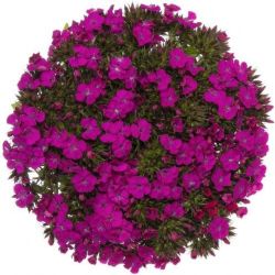 Yerli Hüsnü Yusuf Mor (20 Dal) KALIN