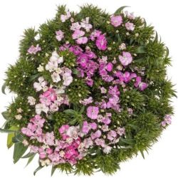 Yerli Hüsnü Yusuf Pembe (15li)