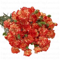 Yerli Karanfil Sprey Sarı Kırmızı Kırçıllı (20 Dal)