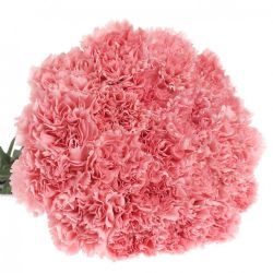 Yerli Karanfil Standart Pembe (20 Dal)