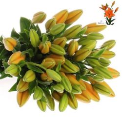 Yerli Lilyum Turuncu (10 Dal)