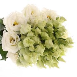 Yerli Lisianthus Alisya Beyaz (1 Demet)