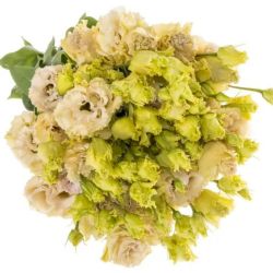 Yerli Lisianthus Alisya Krem (10 Dal)