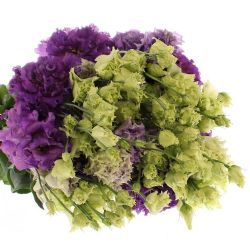 Yerli Lisianthus Alisya Mor (10 Dal)