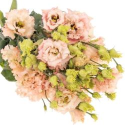 Yerli Lisianthus Alisya Somon (1 Demet)