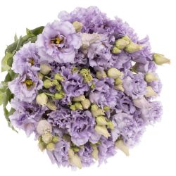 Yerli Lisianthus Lila (10 Dal) KIRIMSIZ