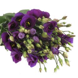 Yerli Lisianthus Mor (10 Dal) (KALIN)