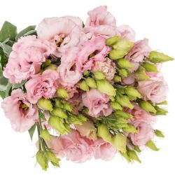 Yerli Lisianthus Pembe (10 Dal)