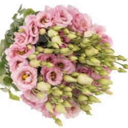 Yerli Lisianthus Pembe (10 Dal)