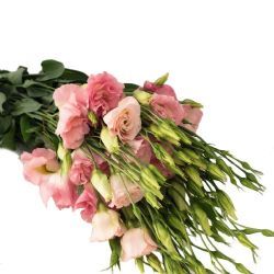 Yerli Lisianthus Somon (10 Dal)