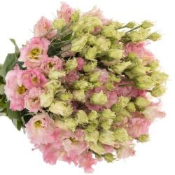 Yerli Lisianthus Toz Pembe (10 Dal)