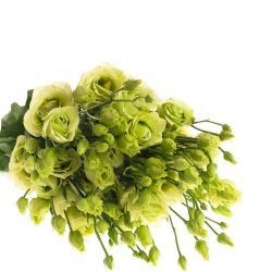Yerli Lisianthus Yeşil (10 Dal)