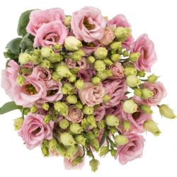 Yerli Lisiantus Toz Pembe (10 Dal)