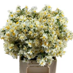 Yerli Nergis (50 dal)