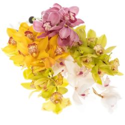 Yerli Orkide Mix (1 Dal-Cymbidium)