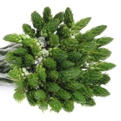 Yerli Ornit Beyaz (10 Dal)