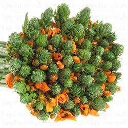 Yerli Ornit Turuncu (1 Demet)