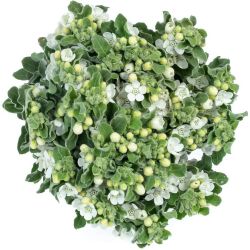 Yerli Oxypetalum Beyaz (1 Demet)