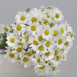 Yerli Papatya (Kır) (1 Bağ)