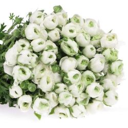 Yerli Rananculus Beyaz (Erengül-40 Dal)