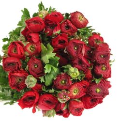 Yerli Rananculus Kırmızı (Erengül-50 Dal)