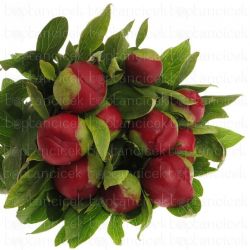 Yerli Şakayık Bordo (10 Dal)