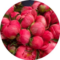 Yerli Şakayık Coral (10 Dal)