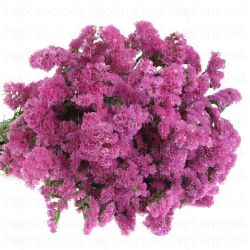 Yerli Statis Pembe ( 1 Demet)