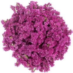 Yerli Statis Pembe (5 Dal)